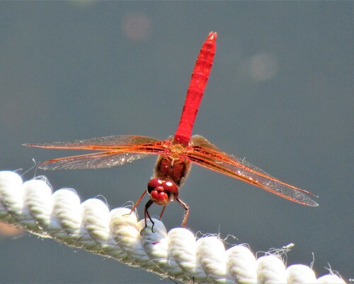 Cardinal Meadowhawk photo 4