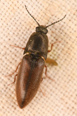 Sericus incongruus