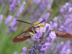 Hemaris