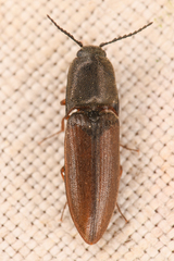 Sericus incongruus