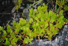 Centella triloba