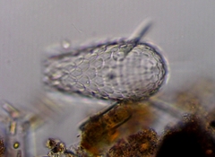 Euglypha acanthophora