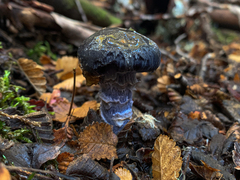 Stephanopus stropharioides