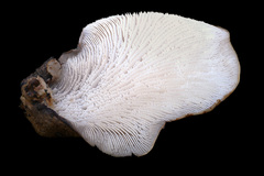 Lentinellus montanus