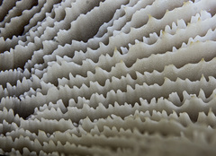 Lentinellus montanus