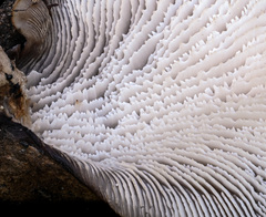 Lentinellus montanus