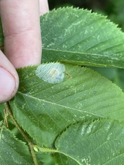 Phyllonorycter tritaenianella