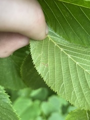 Phyllonorycter tritaenianella