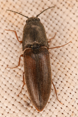 Sericus incongruus