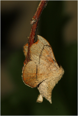 Cicinnus melsheimeri