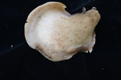 Lentinellus montanus