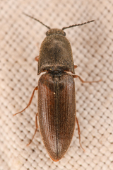 Sericus incongruus