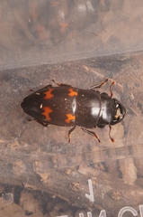 Glischrochilus japonius