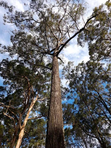 Eucalyptus crebra