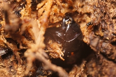 Glischrochilus japonius