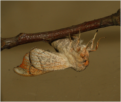 Cicinnus melsheimeri