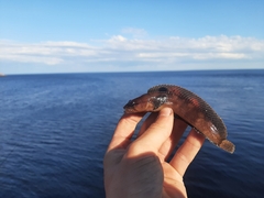 Ulvaria subbifurcata