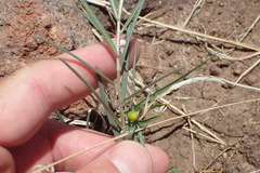 Talinum polygaloides