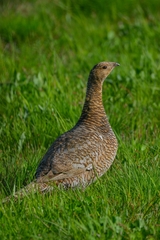 Tetrao urogalloides kamtschaticus