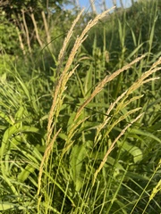 Sphenopholis obtusata