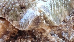 Meridiastra occidens