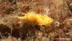 Diversidoris sulphurea