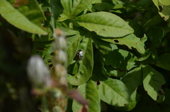Strachiini