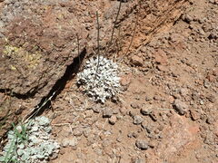 Eriogonum tenellum