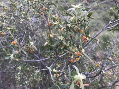 Pimelea microcephala microcephala