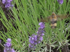 Hemaris