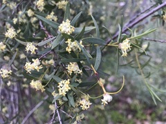 Pimelea microcephala microcephala
