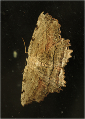 Lytrosis