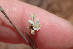 Eriogonum tenellum