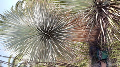 Yucca rostrata