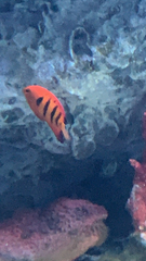 Centropyge loriculus