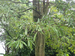 Alstonia scholaris