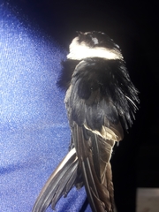 Panyptila cayennensis