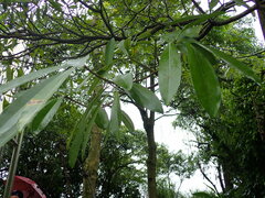 Alstonia scholaris