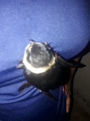 Panyptila cayennensis