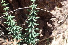 Pellaea ternifolia