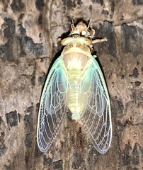 Diceroprocta apache