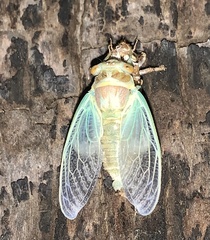 Diceroprocta apache
