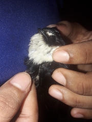 Panyptila cayennensis