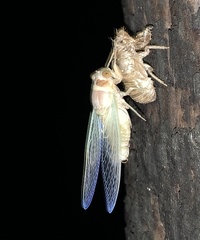 Diceroprocta apache