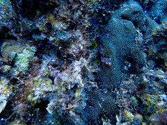 Umimayanthus parasiticus