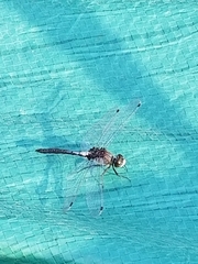 Leucorrhinia frigida