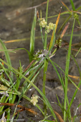 Carex aurea