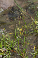 Carex aurea