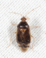 Deraeocoris davisi