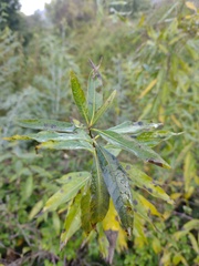 Cestrum parqui